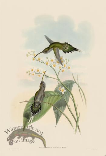 Gould Hummingbird 022